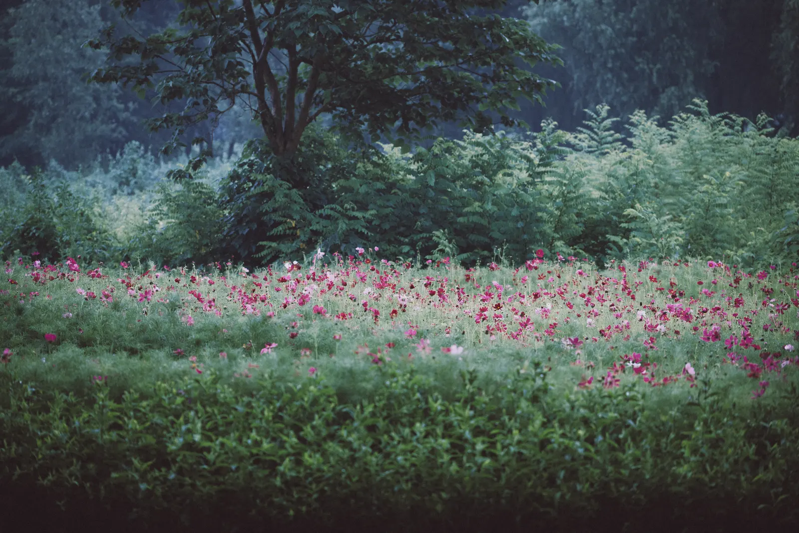 Nature photograph by Bo David