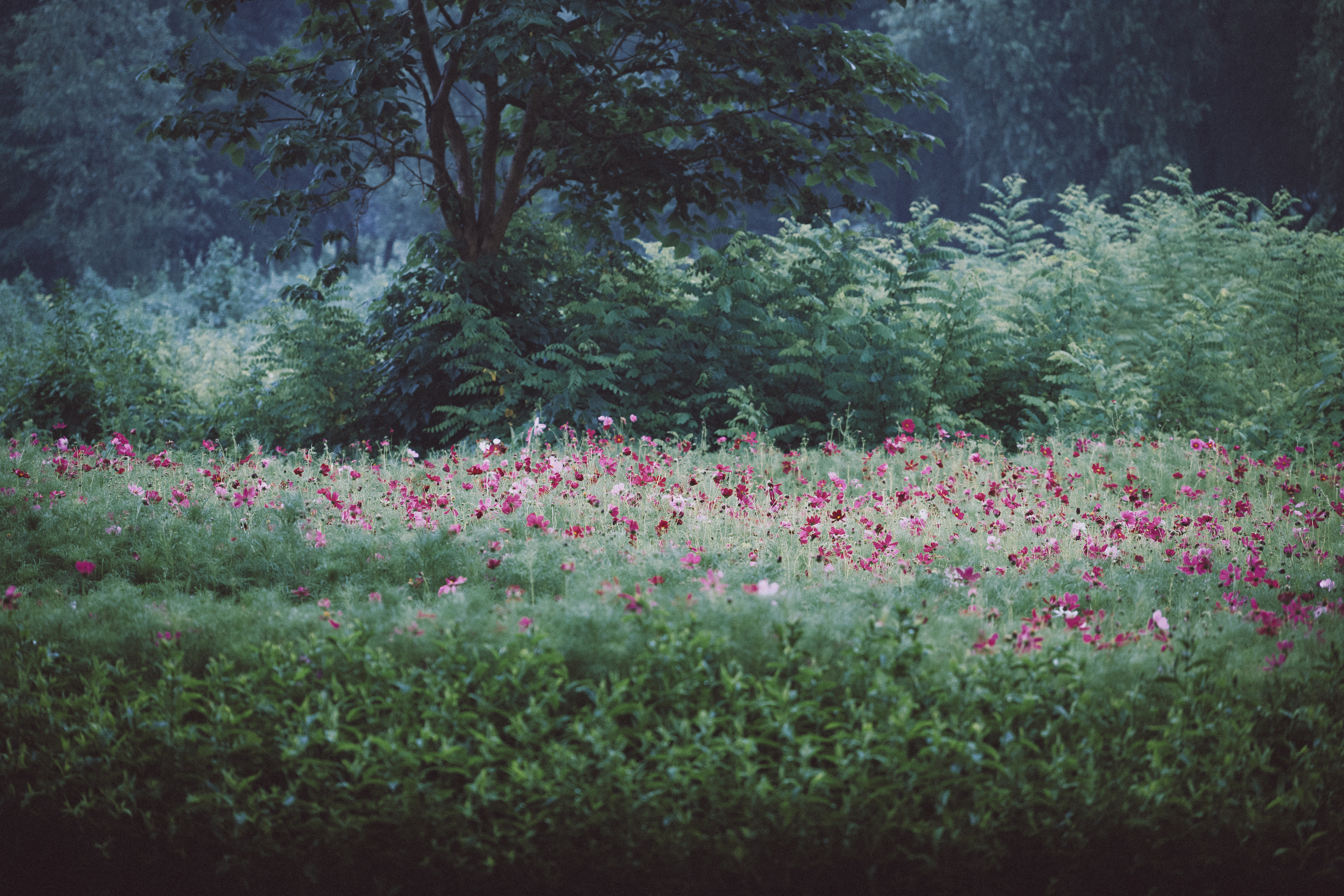 Nature photograph by Bo David