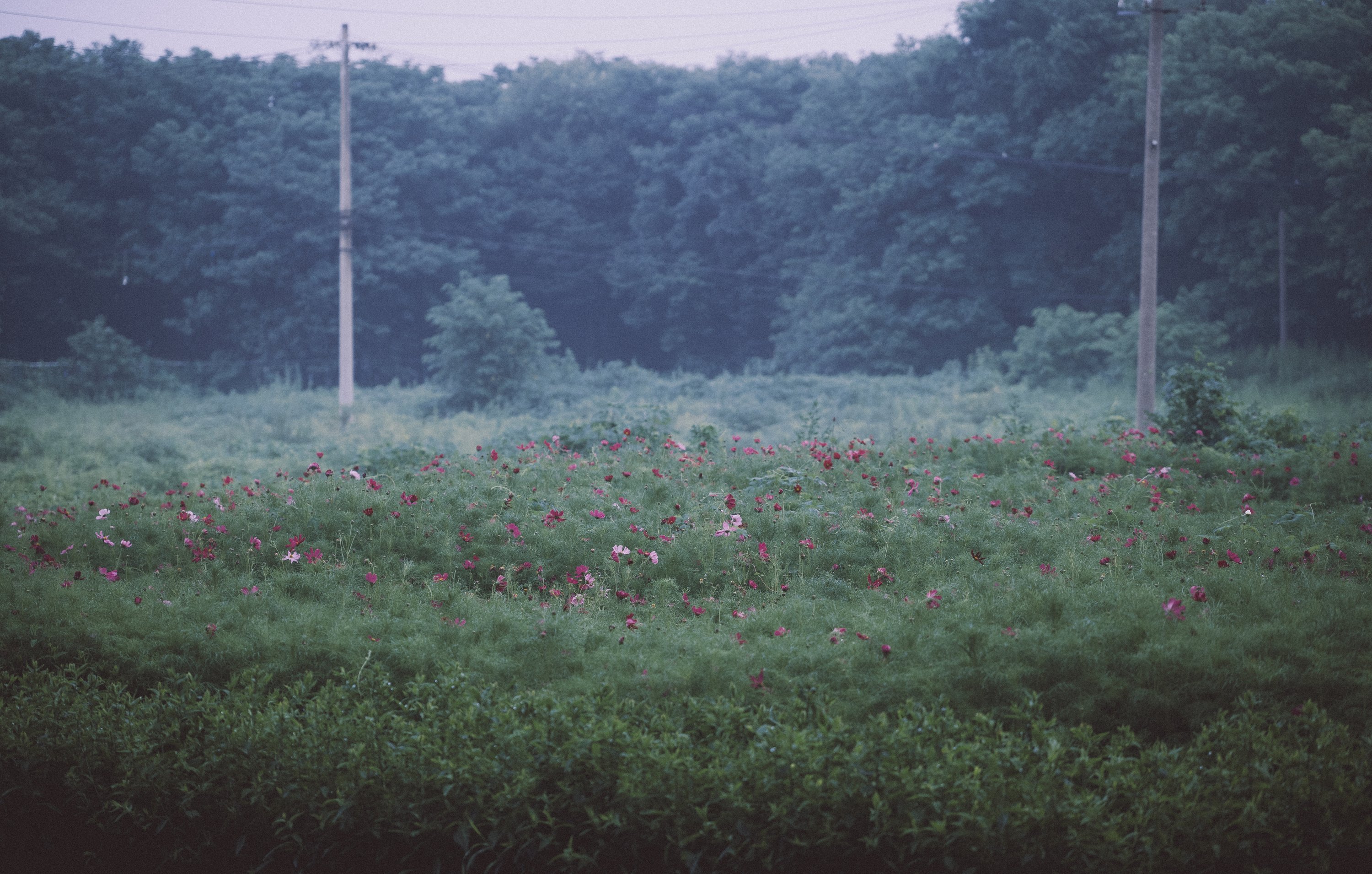 Scene photograph: scenes 021