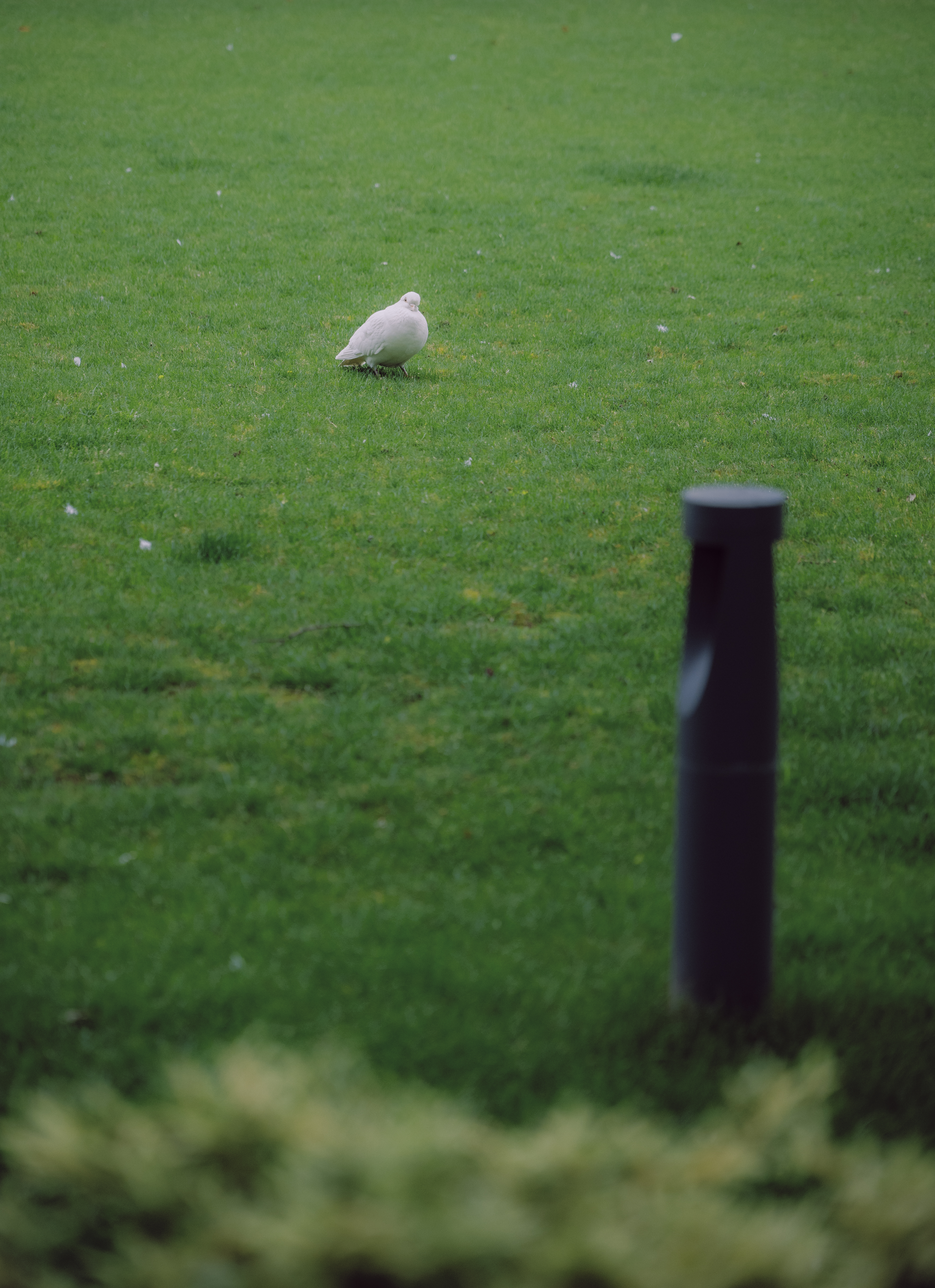 Single&loneliness photograph 15 by Bo David