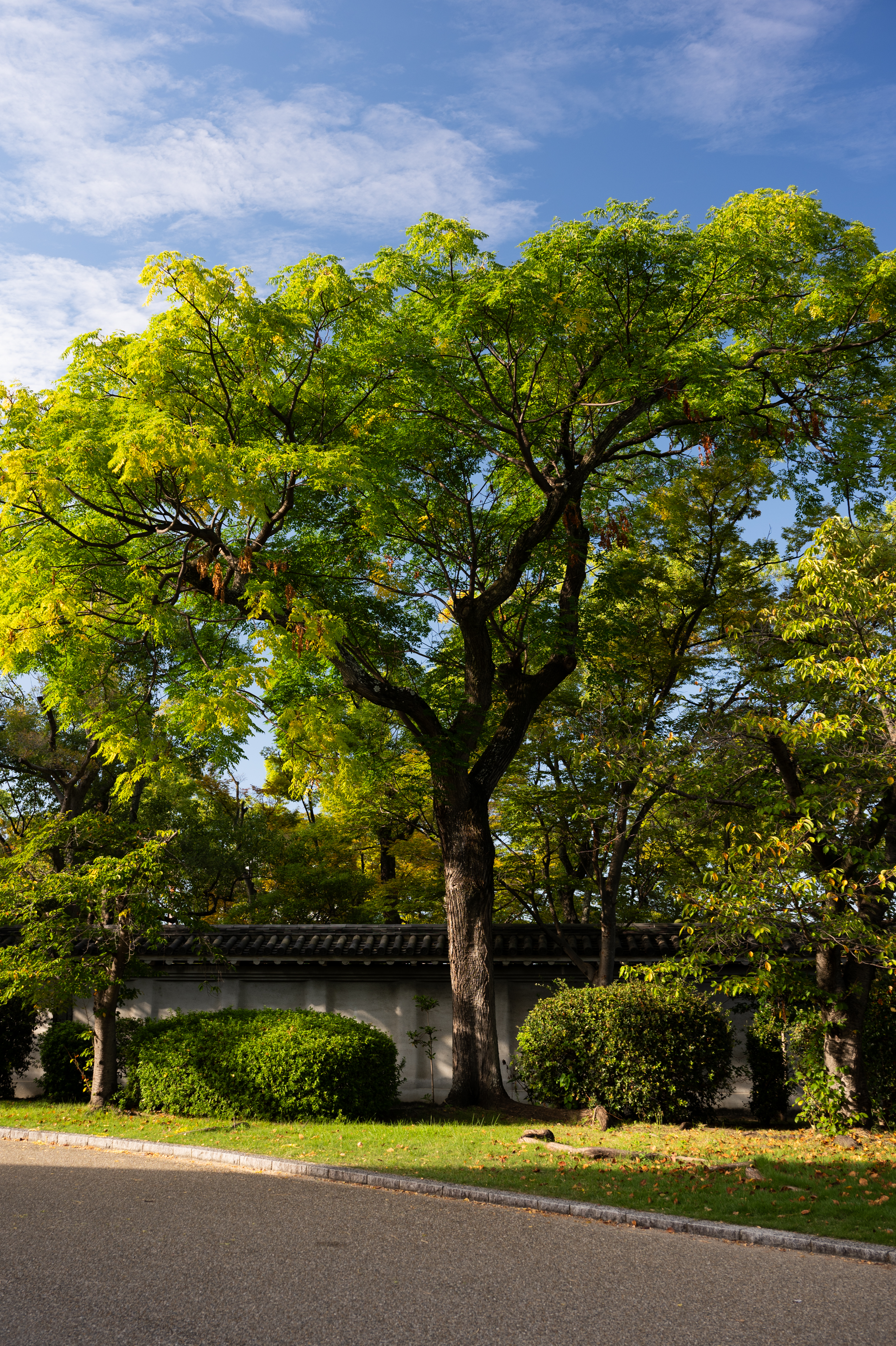 Tokyo photograph 15 by Bo David